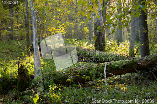 Image of Old oak trees broken lying