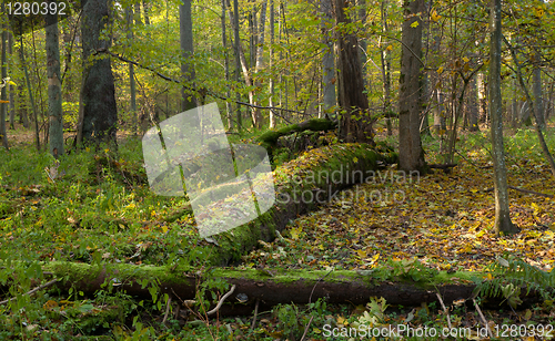 Image of Moss wrapped spruce tree broken lying