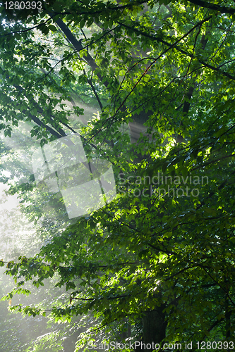 Image of Hornbeam branches in light of sunrise