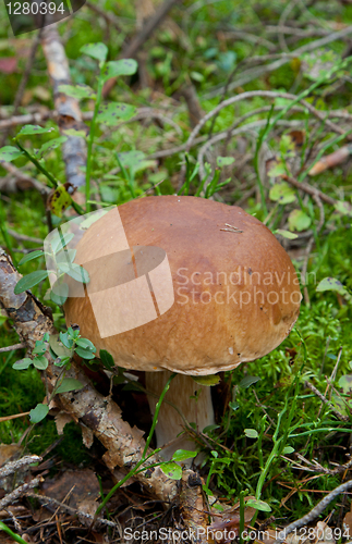 Image of Edible Boletus edulis mushroom closeup