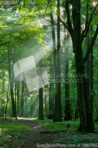 Image of Foggy young forest at morning