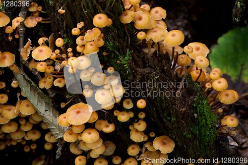 Image of Old stump moss wrapped with some fungus