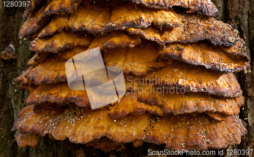 Image of Old giant Sulphur Shelf