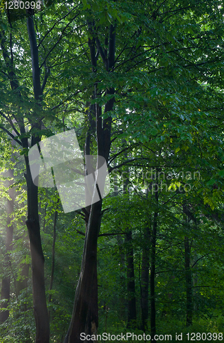 Image of Hornbeam stand in morning light