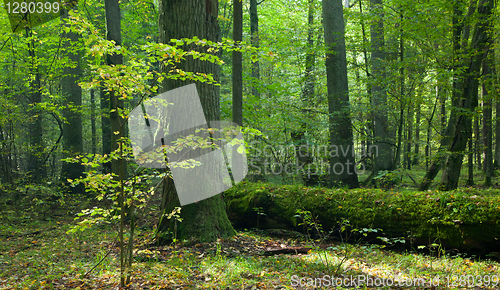 Image of Moss wrapped trunk of broken oak lying