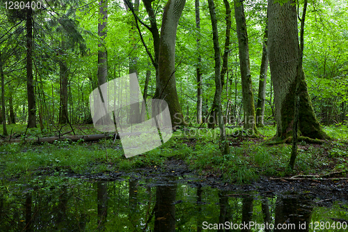 Image of Summer midday in wet deciduous stand of Bialowieza Forest