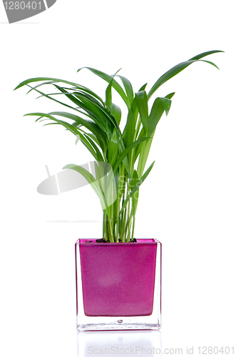 Image of Houseplant