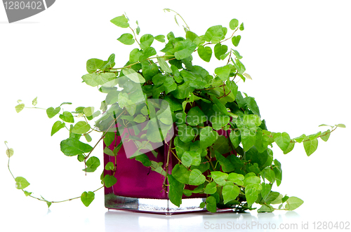 Image of Houseplant