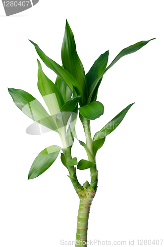 Image of Green bamboo 