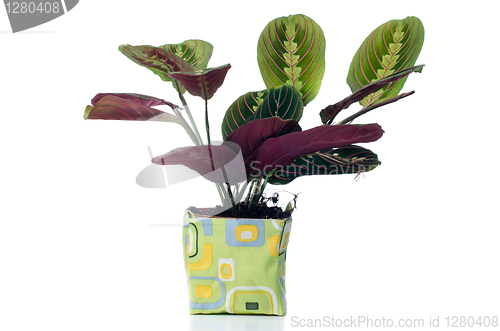 Image of Houseplant