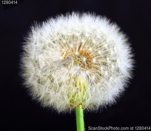 Image of Single dandelion on black background