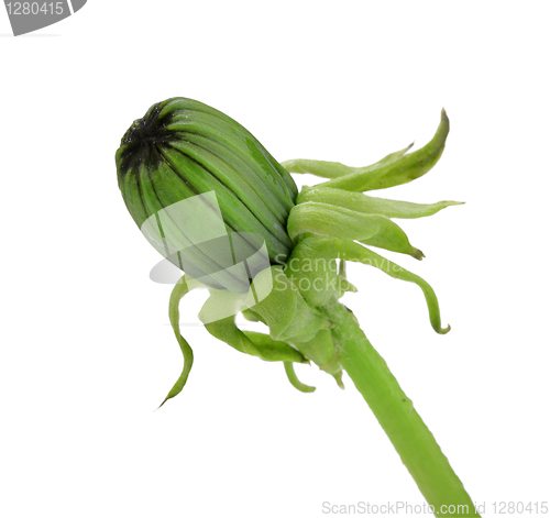 Image of One green bud of dandelion
