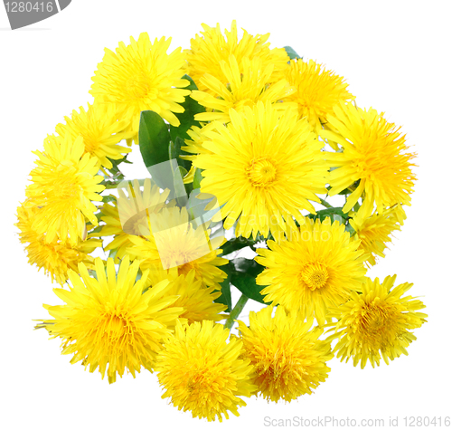 Image of Bouquet of yellow flowers of dandelion