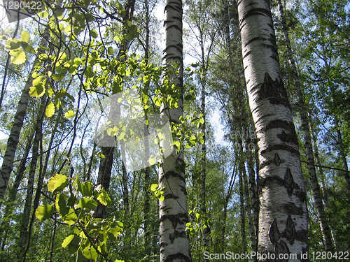 Image of birch trees and green leaves glowing in sunlight