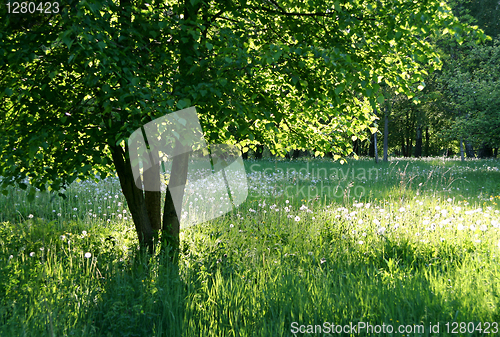 Image of tree covered by the sun