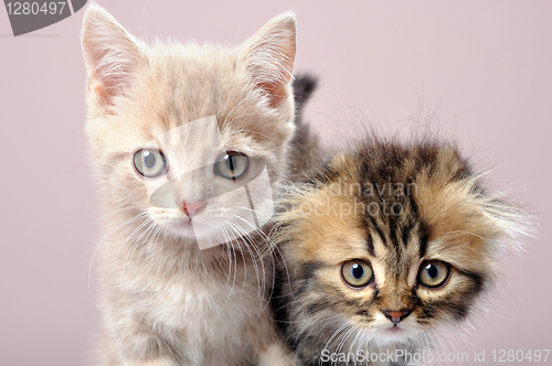 Image of two Britain kittens