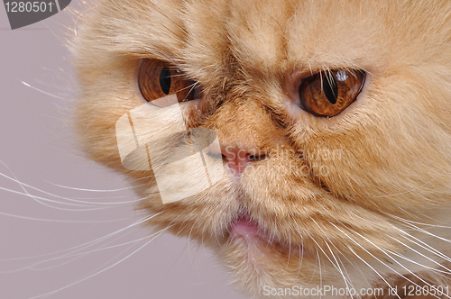 Image of red Persian cat