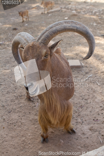 Image of Mouflon