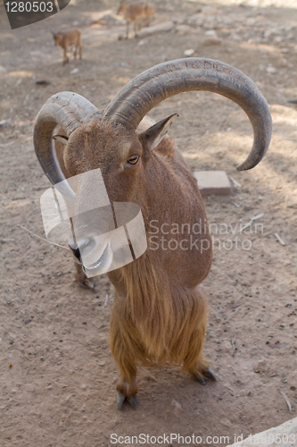 Image of Mouflon