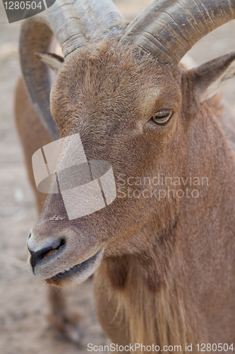 Image of Mouflon