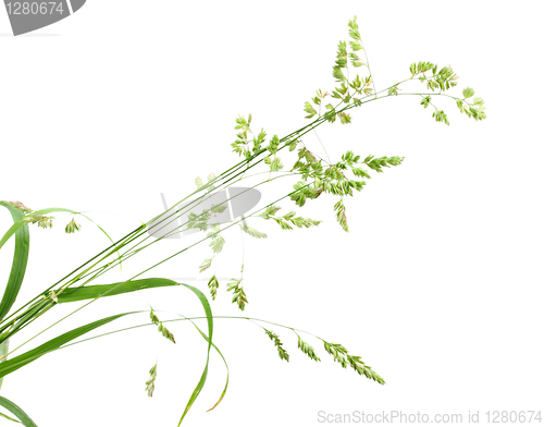 Image of Background with single branch of green grass