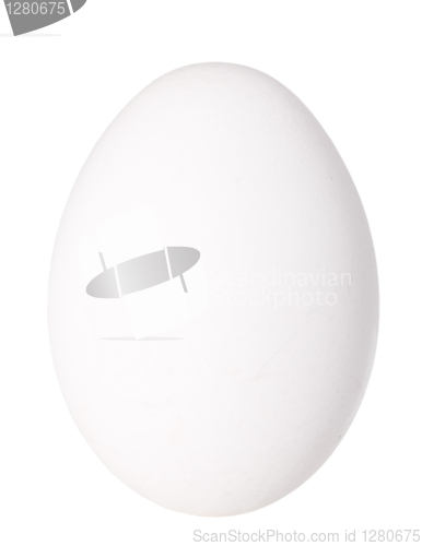 Image of Only single white bird egg