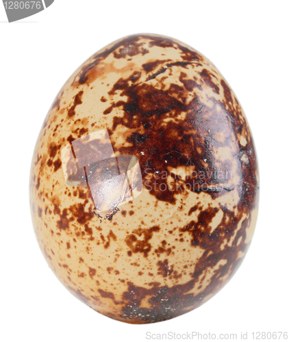 Image of Only single light-brown egg of quail