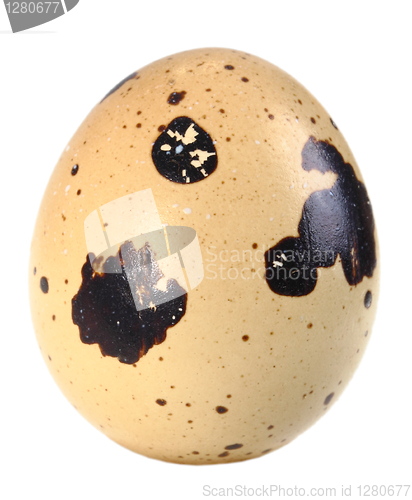 Image of Only single light-brown egg of quail