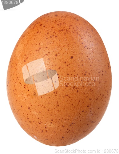 Image of Only single brown bird egg