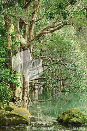 Image of tree in water