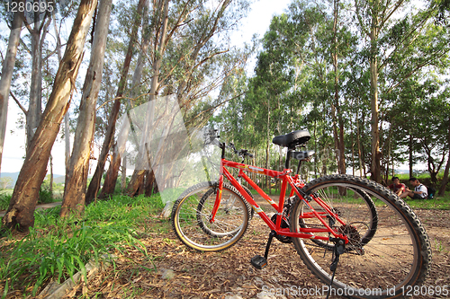 Image of bike in forest