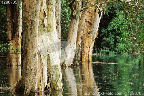 Image of tree in water