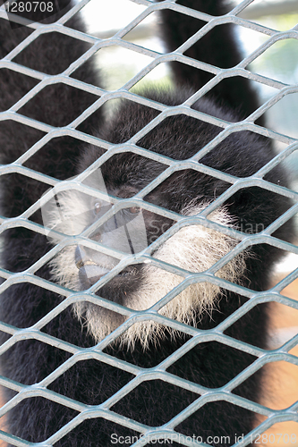 Image of Close-up of a Hooded Capuchin Monkey contemplating life behind b