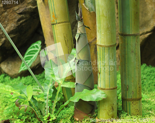 Image of Shoot of Bamboo in the rain forest 