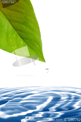 Image of leaf and water