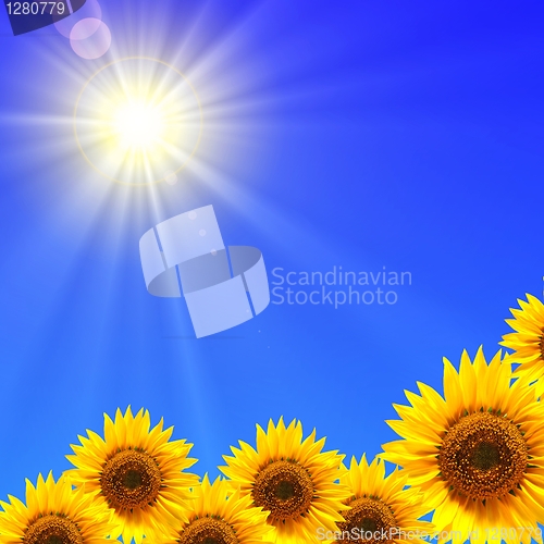 Image of sunflower and blue sky