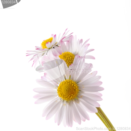 Image of daisy flower