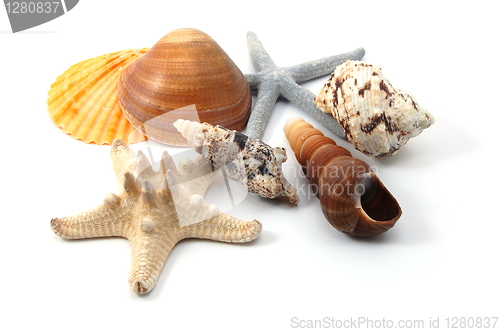 Image of Shell