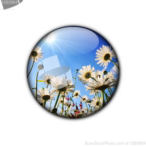 Image of flower