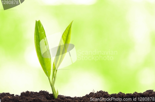 Image of young plant