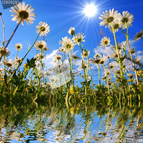 Image of daisy flower