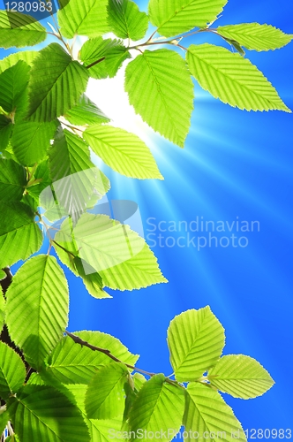 Image of green leaves