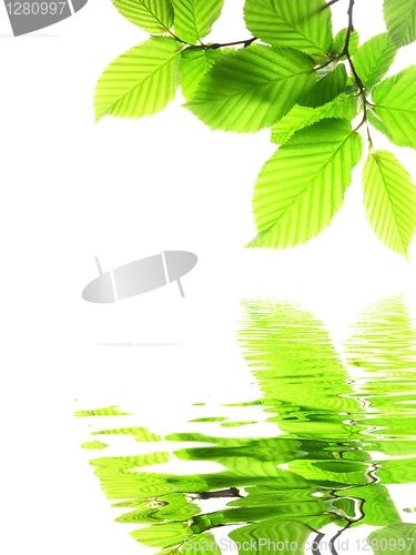 Image of green leaf and water