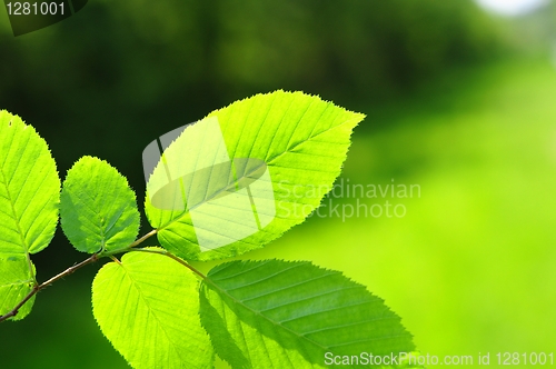 Image of leaves