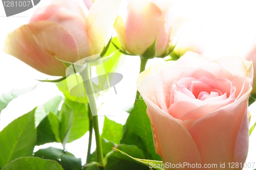 Image of flowers