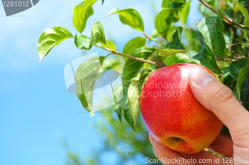 Image of apple