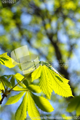 Image of green leaves