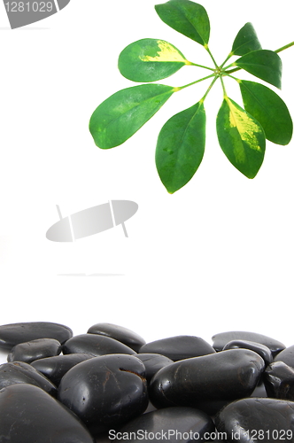 Image of stones and leaf