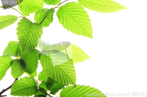 Image of green leaves