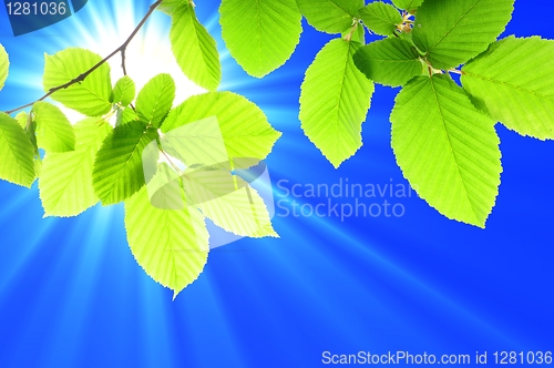 Image of leaf and copyspace